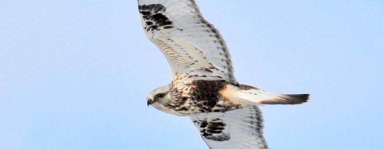 Birds of Prey Fall Migration